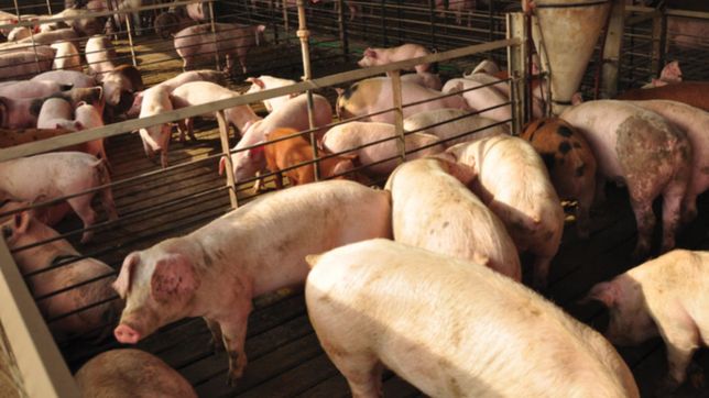 productores porcinos de la plata en alerta: un 50% se alejo de la actividad