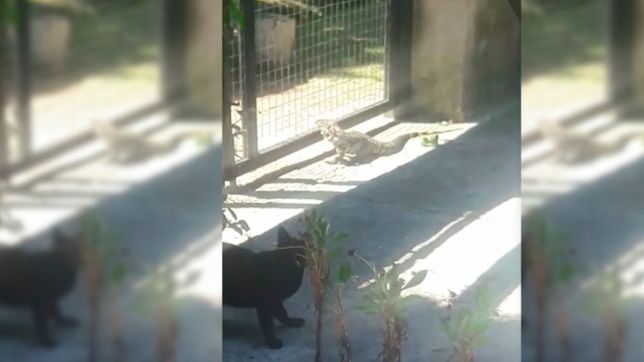 video: son las nuevas mascotas de punta lara, aparecio otro lagarto y casi ataca a un gato