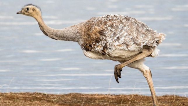 detuvieron a un hombre que vendia en su casa casi cien nandues, tortugas, erizos y pajaros