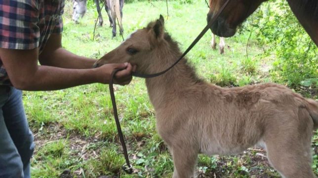 maltrato animal: rescataron a seis caballos y siguen los operativos en la plata