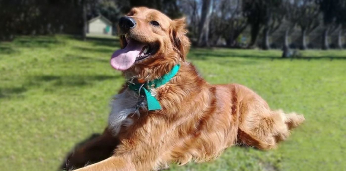 1655990601414.jpg?x=8&y=0&width=1484&height=742&rotate=0&scaleX=1&scaleY=1&ow=1500&oh=742&&cw=1920&ch=950