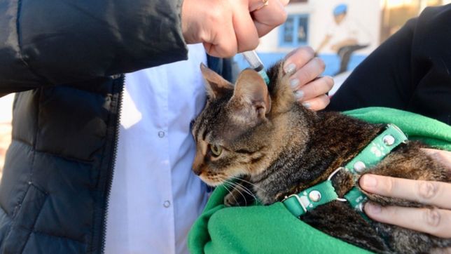 vacunacion y atencion veterinaria gratuita en la plata: dias, horarios y lugares