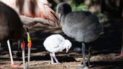 Patas negras, pelusas grises y divertidas poses: así lucen los flamencos recién nacidos en el Bioparque