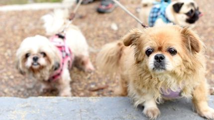 Crean una herramienta para vigilar la evolución de un virus que afecta a perros y gatos