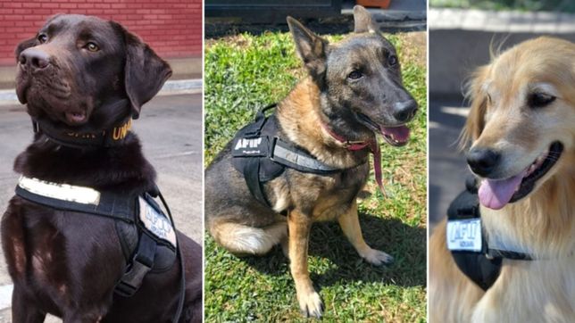 en el dia del animal la aduana jubilo a catorce perros detectores