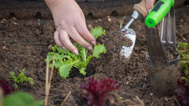 proponen reabrir el vivero municipal del parque ecologico para mantener el arbolado de la plata