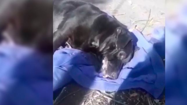 video: denuncian envenenamiento masivo de perros en un barrio de la plata
