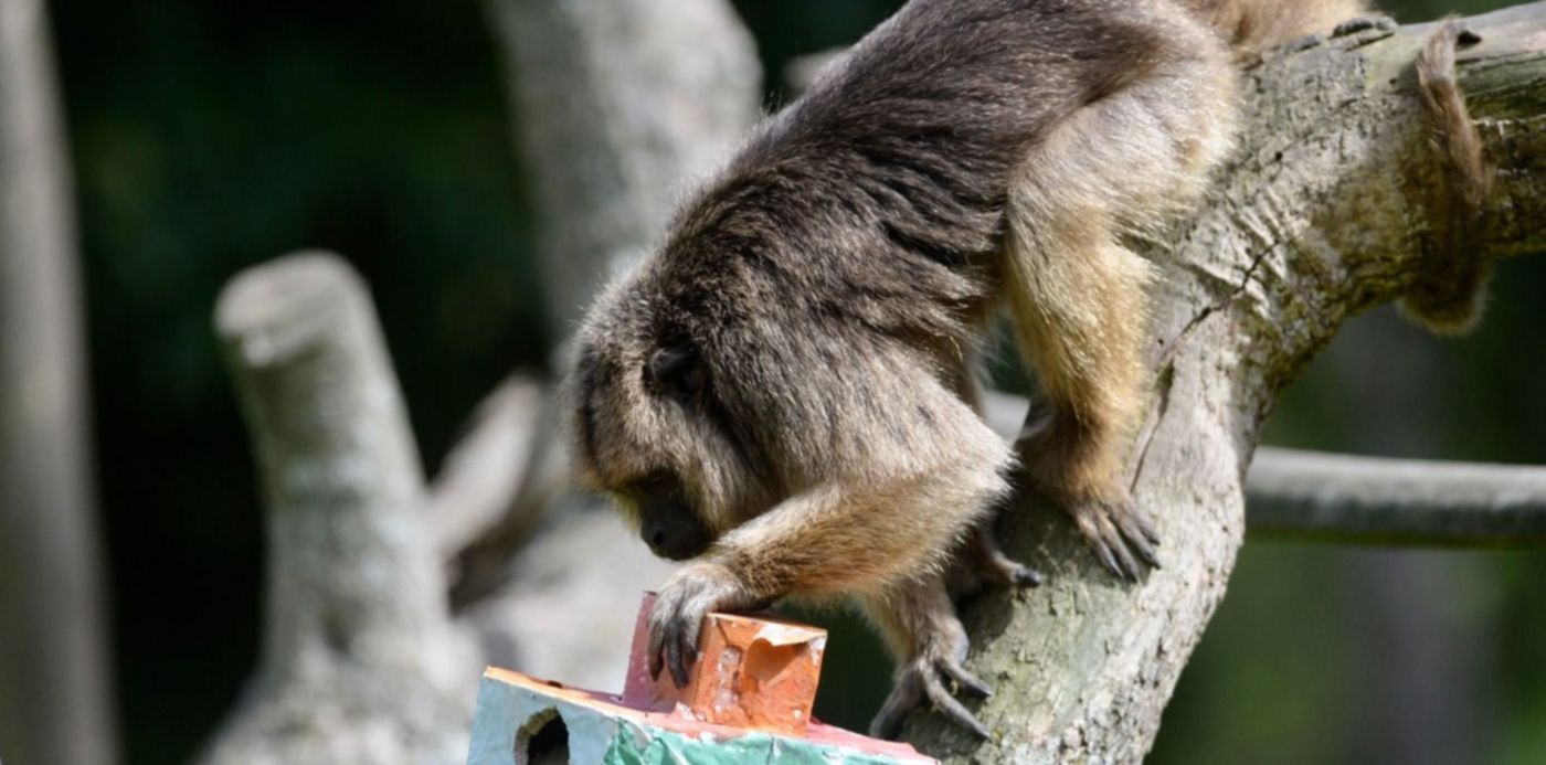 Zoológico Bioparque