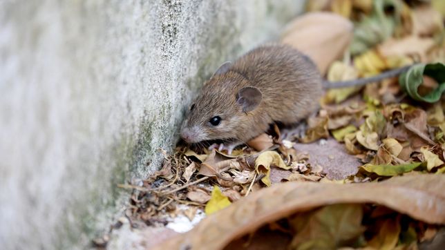 la preocupacion por el brote de hantavirus llego al concejo y ahora le piden respuestas a alak