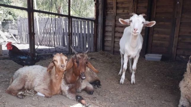 un estudio platense destina la plata de los tatuajes que hacen para un refugio de animales