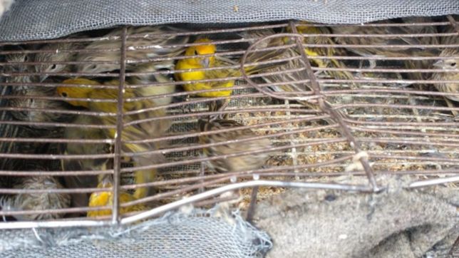 detuvieron en la plata a dos hombres que tenian secuestradas 60 aves silvestres en jaulas