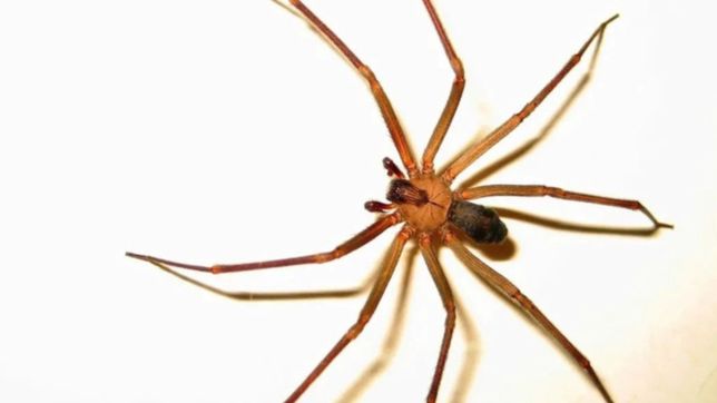 una beba de un ano y medio murio por la picadura de una arana del rincon