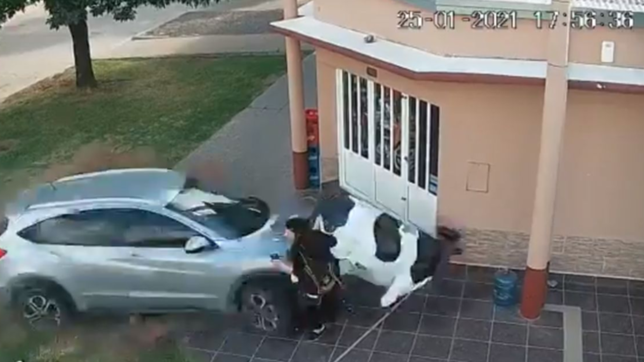 video: choco a toda velocidad con una vaca de utileria y una mujer se salvo de milagro