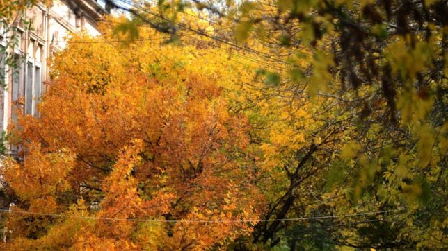 incorporaron modernas maquinas aspiradoras para recolectar las hojas en la plata
