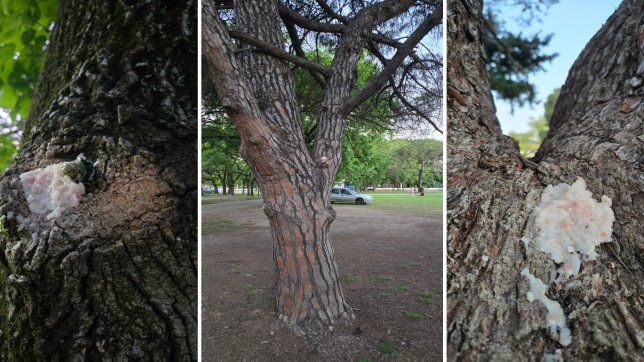 denuncian que una mujer coloco arroz envenenado en arboles del parque san martin para matar gatos