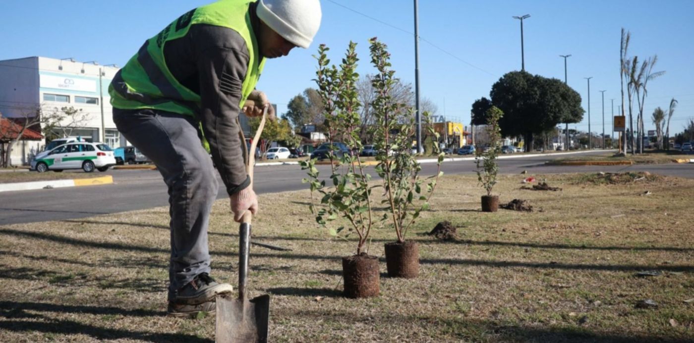 Forestación Reforestación Árboles Arbolado público