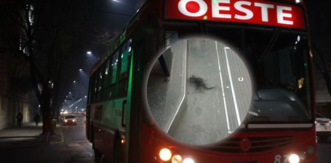 1678303474146.jpg?x=85&y=48&width=1387&height=694&rotate=0&scaleX=1&scaleY=1&ow=1500&oh=742&&cw=1920&ch=950