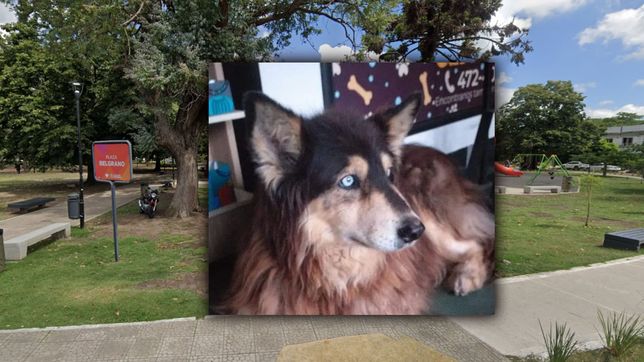 el perro callejero mas popular de city bell tendra su homenaje en una plaza