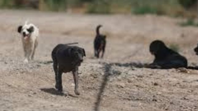 alerta por la muerte de cinco perros envenenados en un barrio de berisso