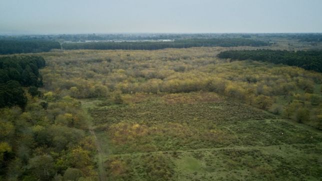 asi es el proyecto de tala forestal en el parque pereyra que freno la justicia