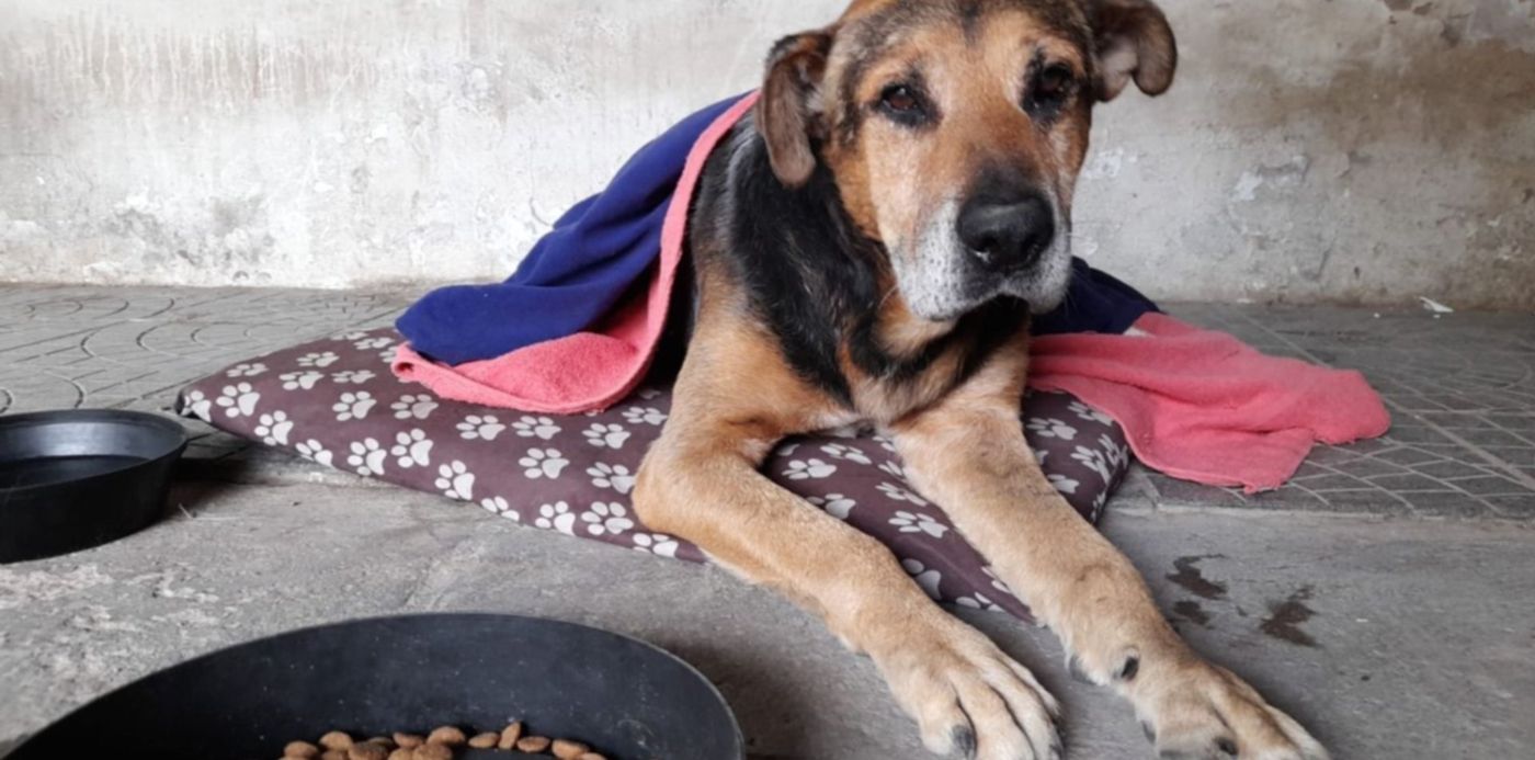 Coco el perro herido con una flecha