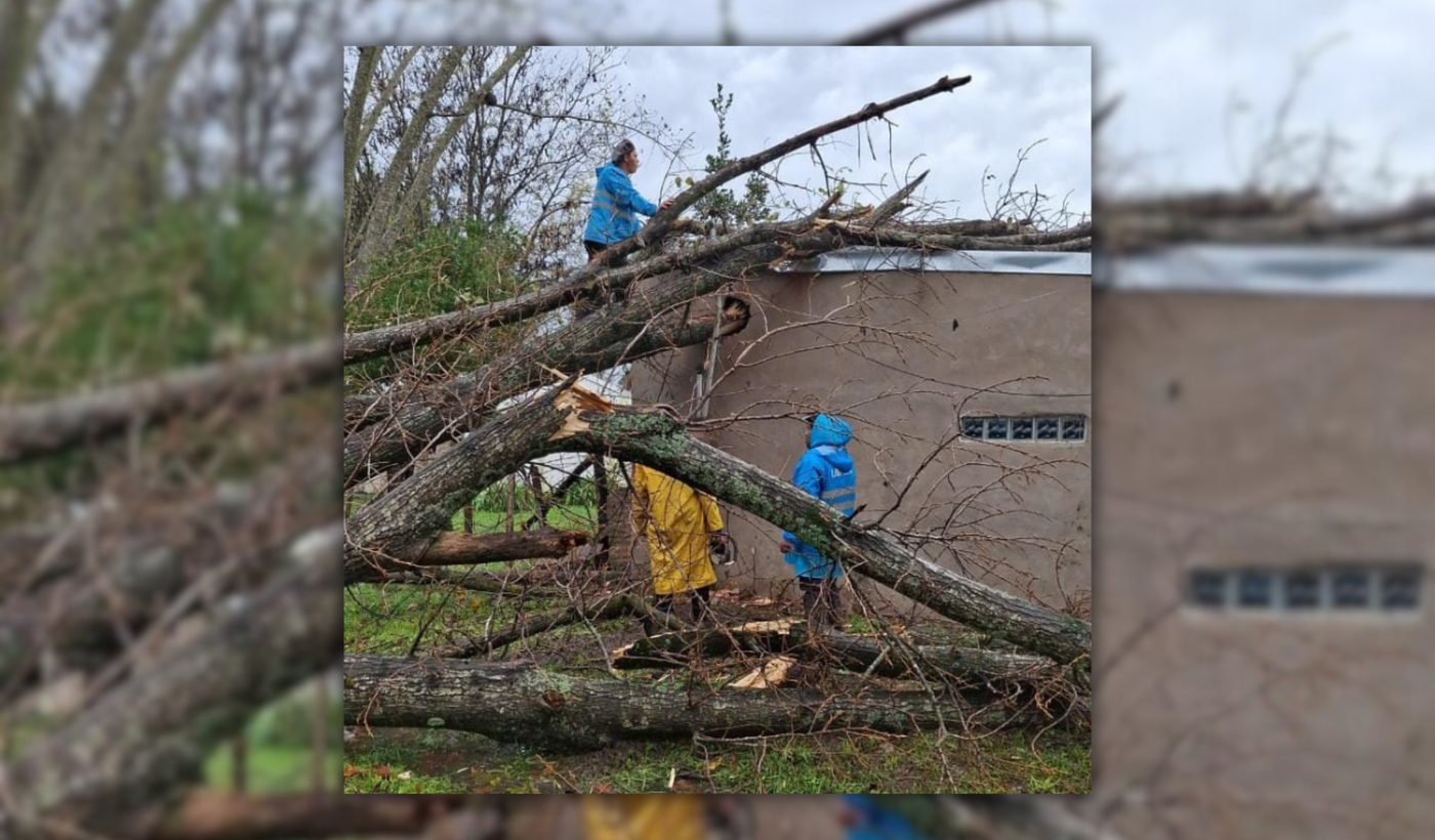 Árboles caídos.png