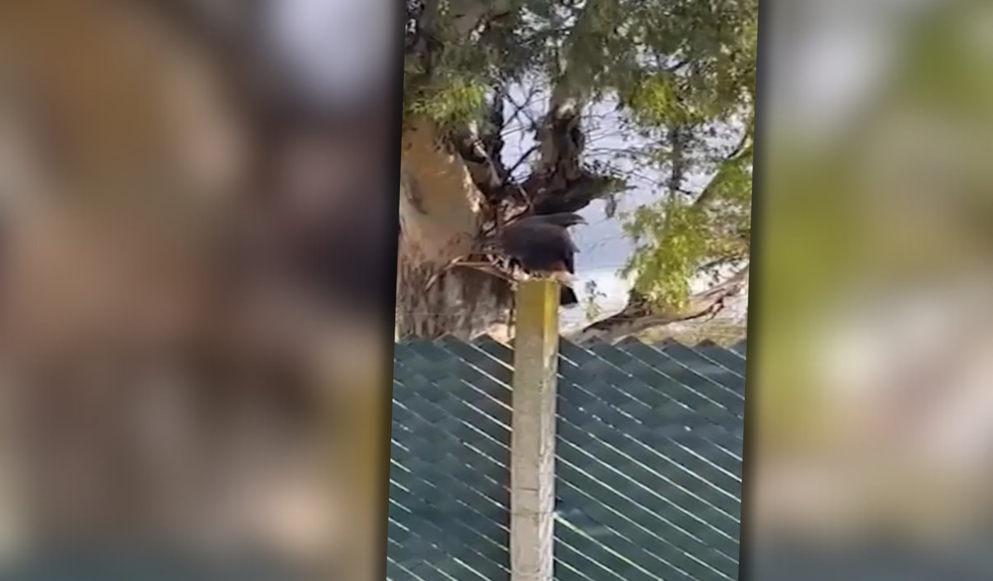 Norberto Briasco Junior Moreno.png