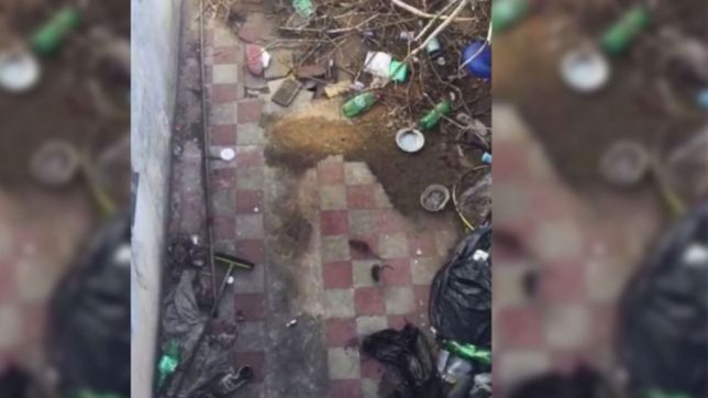 recrudece el conflicto por la casa llena de ratas en el mondongo: necesitamos ayuda