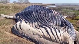 hallan una ballena muerta en las costas del rio de la plata entre berisso y magdalena