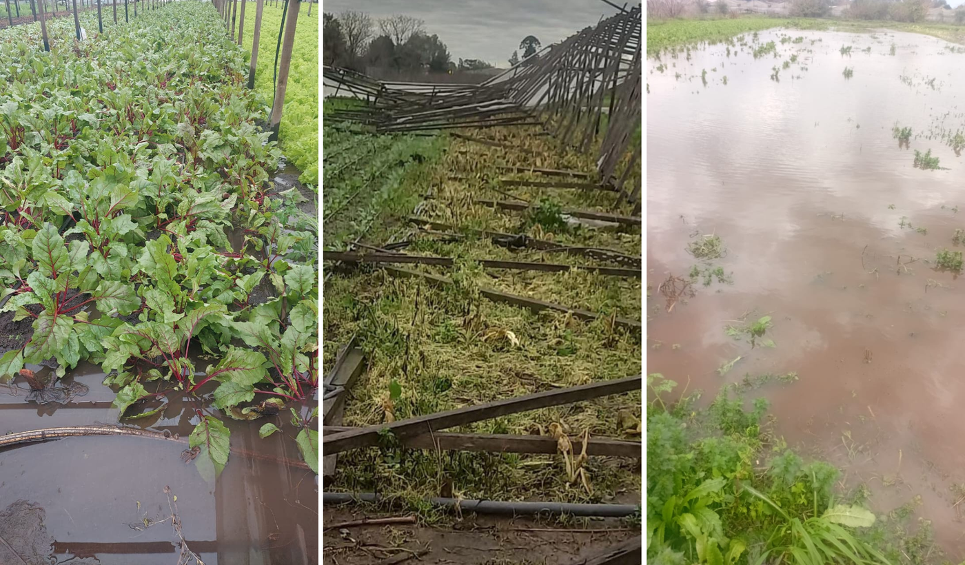 Plantaciones bajo el agua en  La Plata.png