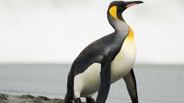 con ayuda platense, hallaron los restos de un pingüino gigante del tamano de una persona