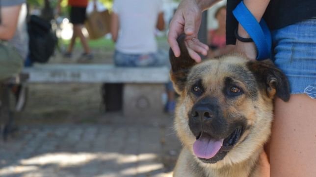 el reencuentro perruno no tuvo exito en plaza malvinas pero van por mas en villa elisa
