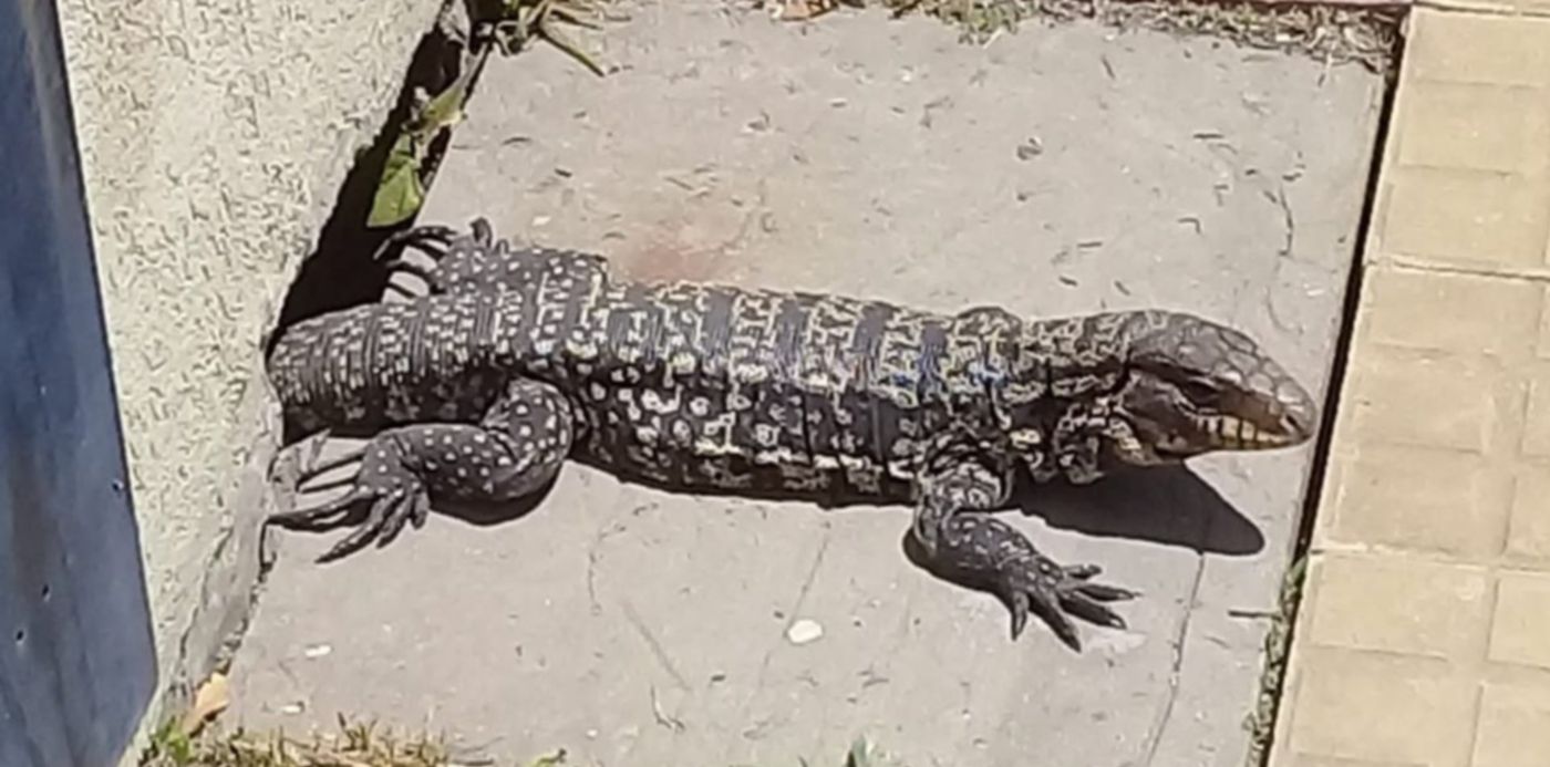 1605371944086.jpeg?x=0&y=266&width=1184&height=592&rotate=0&scaleX=1&scaleY=1&ow=1280&oh=960&&cw=1920&ch=950