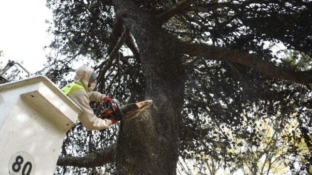 tras intervenir 15 mil arboles, la municipalidad finalizo la temporada de poda en la plata