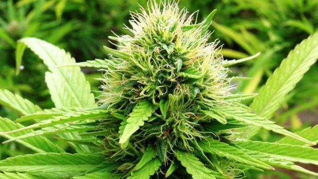 prohibieron la venta y el uso de una crema curativa de cannabis