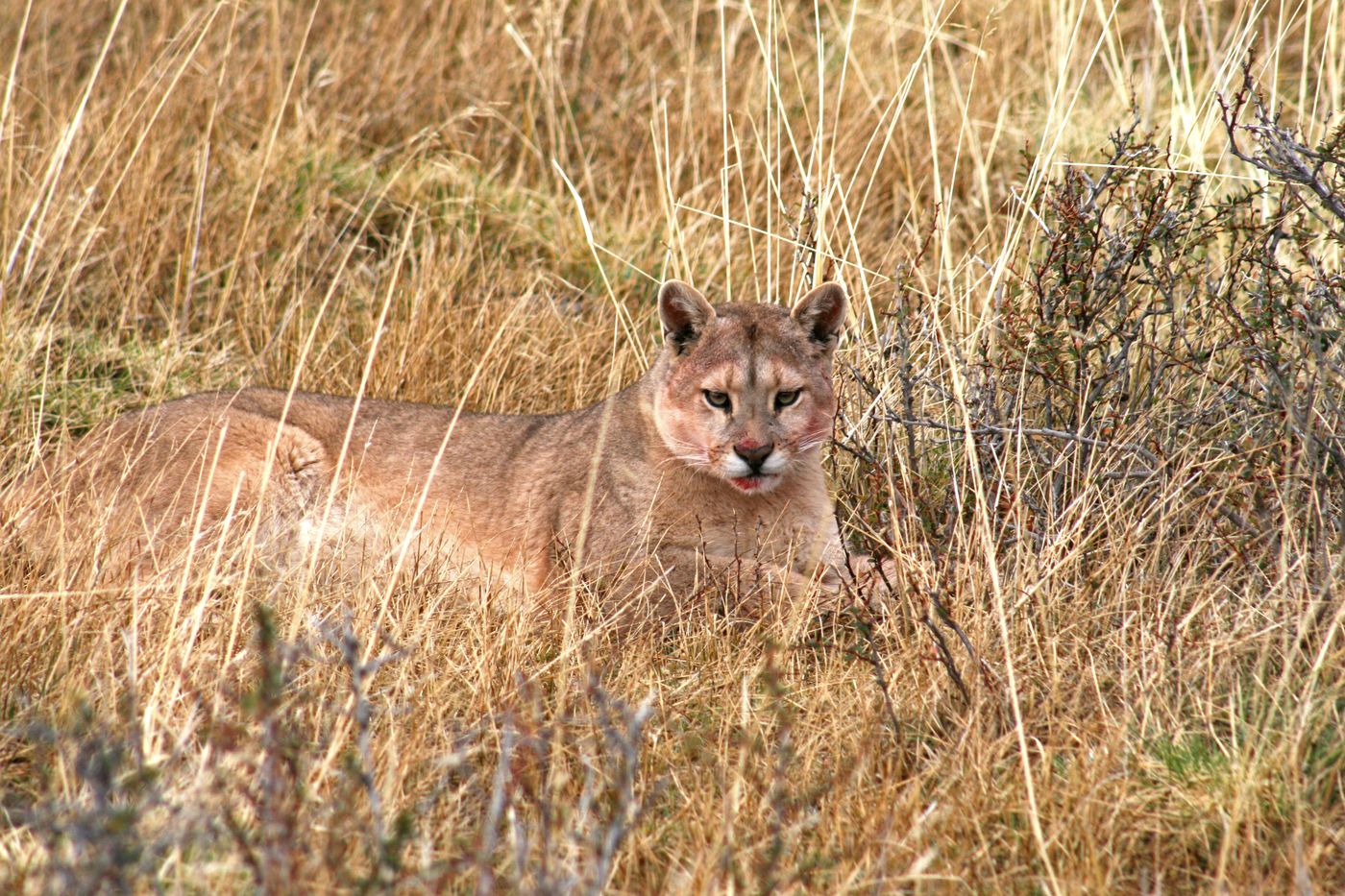 Puma concolor