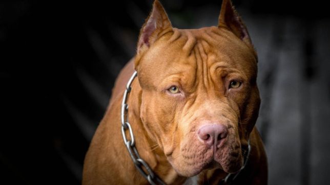 un pitbull ataco e hirio a una nena de 10 anos en la plata y la salvo un vecino