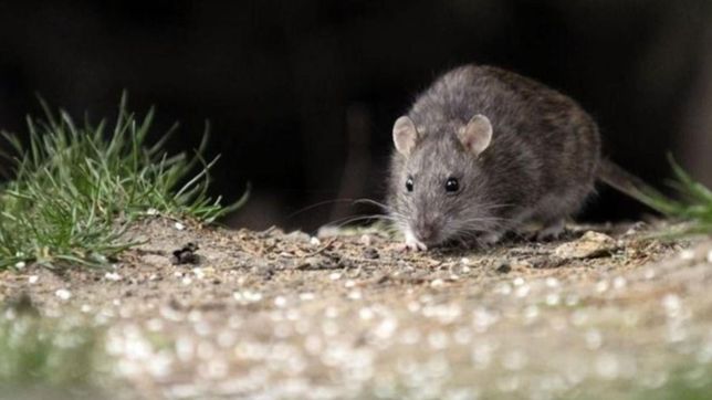 solo en enero, la comuna monto mas de 100 operativos para prevenir casos de hantavirus
