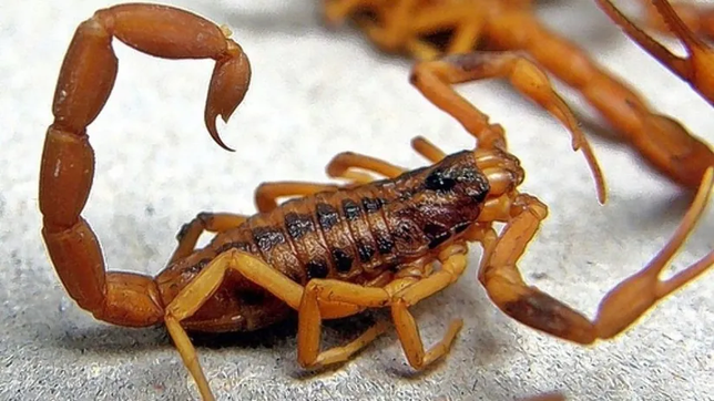 alertan por una invasion de alacranes en los monoblocks del parque saavedra
