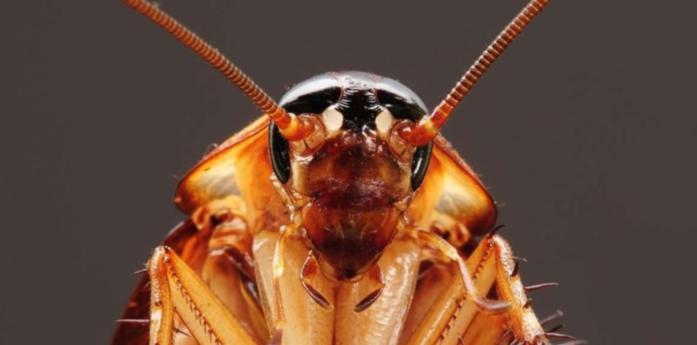 1650891825708.jpg?x=3&y=40&width=1154&height=577&rotate=0&scaleX=1&scaleY=1&ow=1160&oh=770&&cw=1920&ch=950