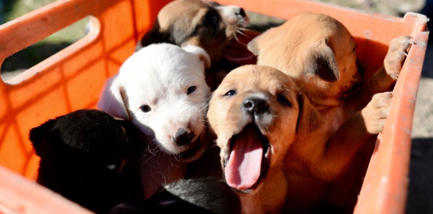 Vacunación Mascotas Gatos Perros