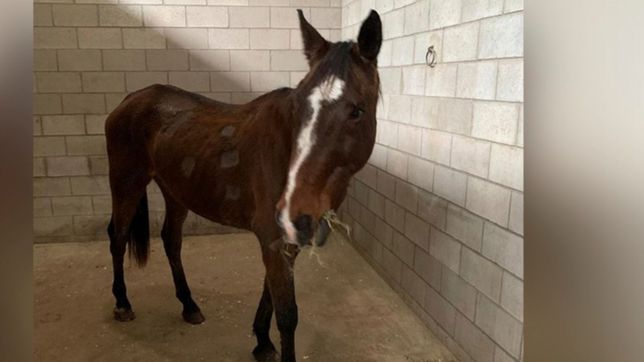encontraron a kona, el caballo de la facultad de veterinarias de la unlp que habia desaparecido