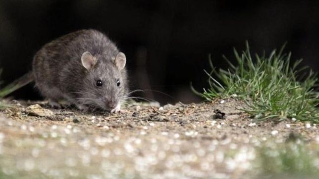 alerta en chubut por las muertes tras el brote de hantavirus: ¿puede llegar a la plata?