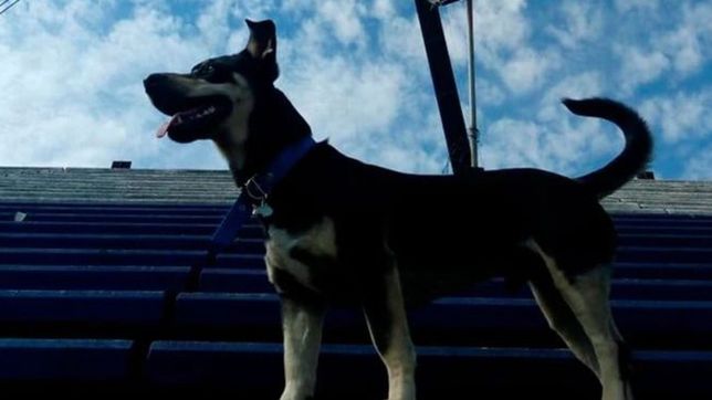 la tierna imagen de diego, el perrito de gimnasia, junto maradona en el bosque