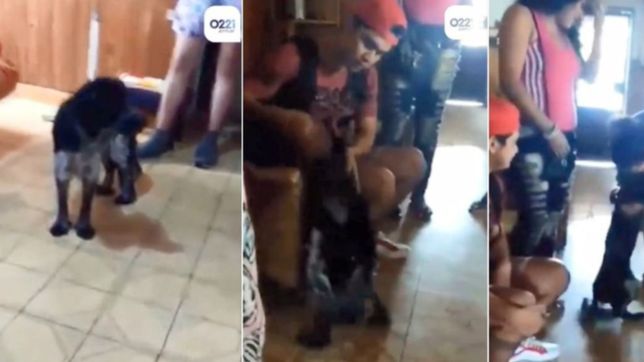 video: el emotivo reencuentro de un perro perdido en la plata con sus duenos