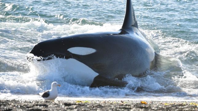 comenzo la temporada de orcas en peninsula valdes