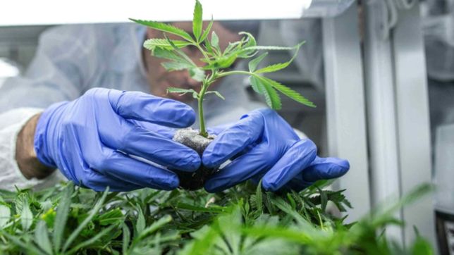 ¿quienes pueden acceder al cannabis medicinal y que hay que hacer para autocultivar?