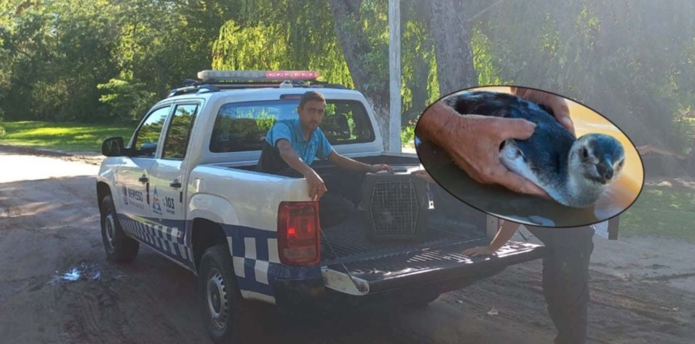 Pingüino en Berisso