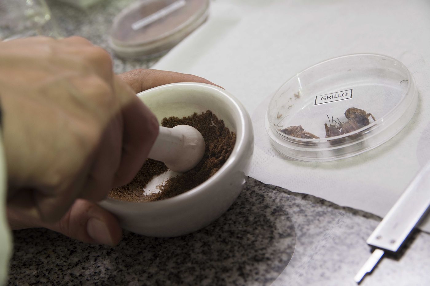 Producción de harina de grillo en la UNLP (1).jpg