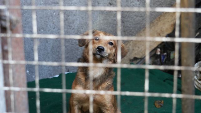en dos meses, la fiscalia de maltrato animal rescato 56 mascotas y avanza con mas proyectos
